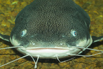 Face catfish